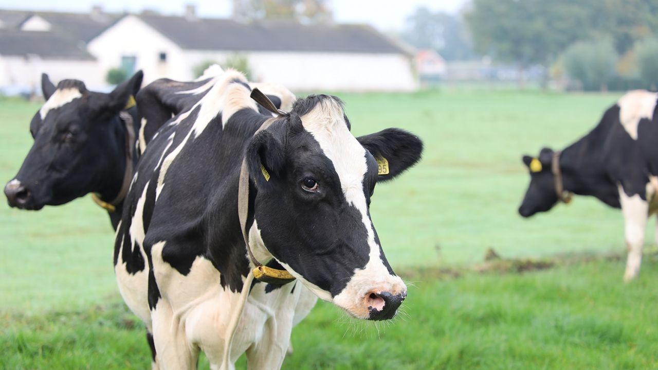 cows